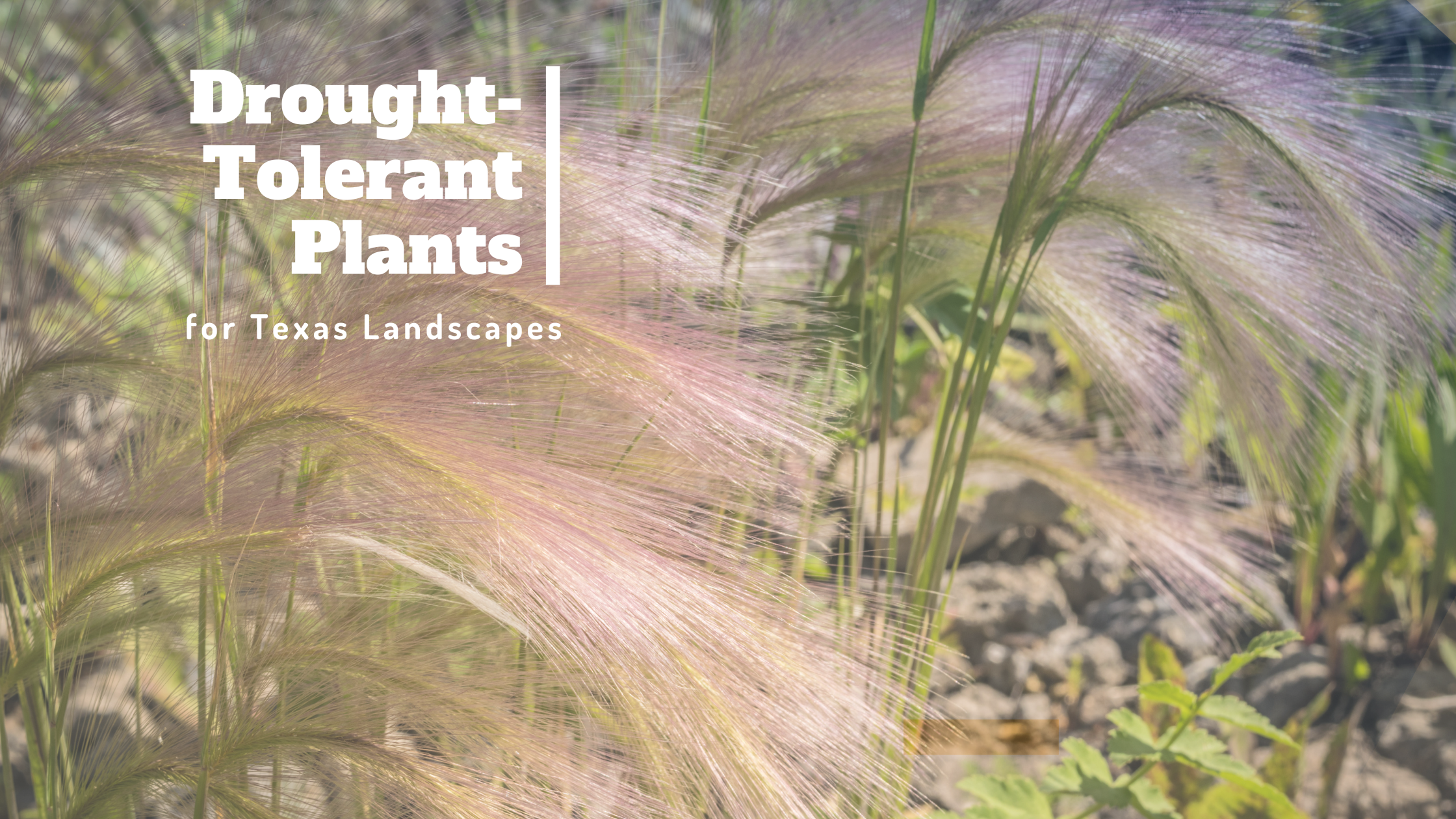 Drought-Tolerant Plants